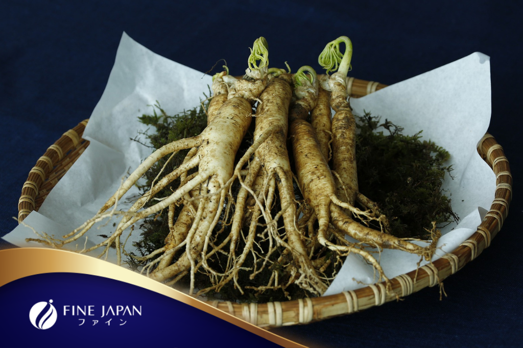 Các loại thảo dược tốt cho người cao tuổi thời Hậu Covid-19 Nhân sâm giúp cải thiện sức khỏe hậu COVID-19