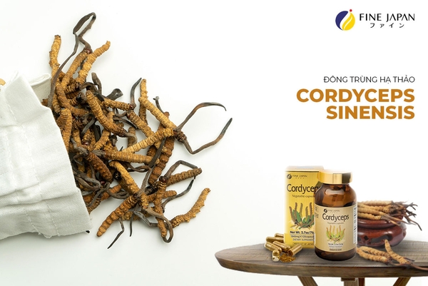 NHỮNG THÚ VỊ VỀ ĐÔNG TRÙNG HẠ THẢO CORDYCEPS SINENSIS VÀ NHỘNG TRÙNG THẢO CORDYCEPS MILITARIS