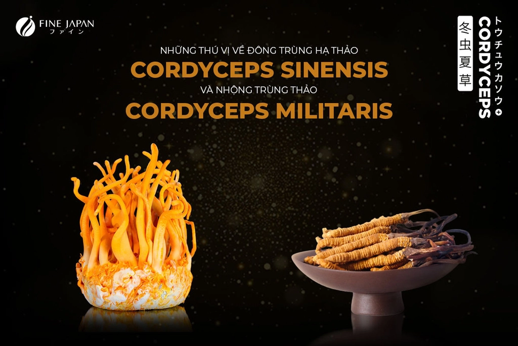NHỮNG THÚ VỊ VỀ ĐÔNG TRÙNG HẠ THẢO CORDYCEPS SINENSIS VÀ NHỘNG TRÙNG THẢO CORDYCEPS MILITARIS