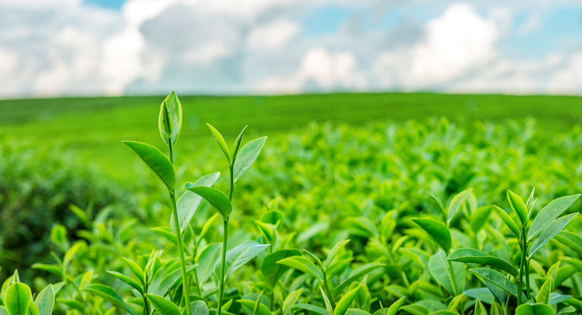 Tác dụng chữa hôi miệng bằng trà xanh đơn giản và hiệu quả Tác dụng chữa hôi miệng bằng trà xanh đơn giản và hiệu quả