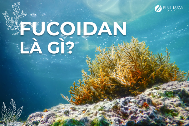 Fucoidan là gì? Công Dụng Tuyệt Vời Của Fucoidan Nhật Bản