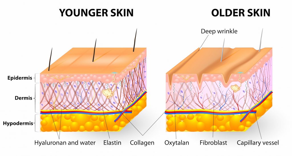 Những điều cần biết về Collagen Những điều cần biết về Collagen