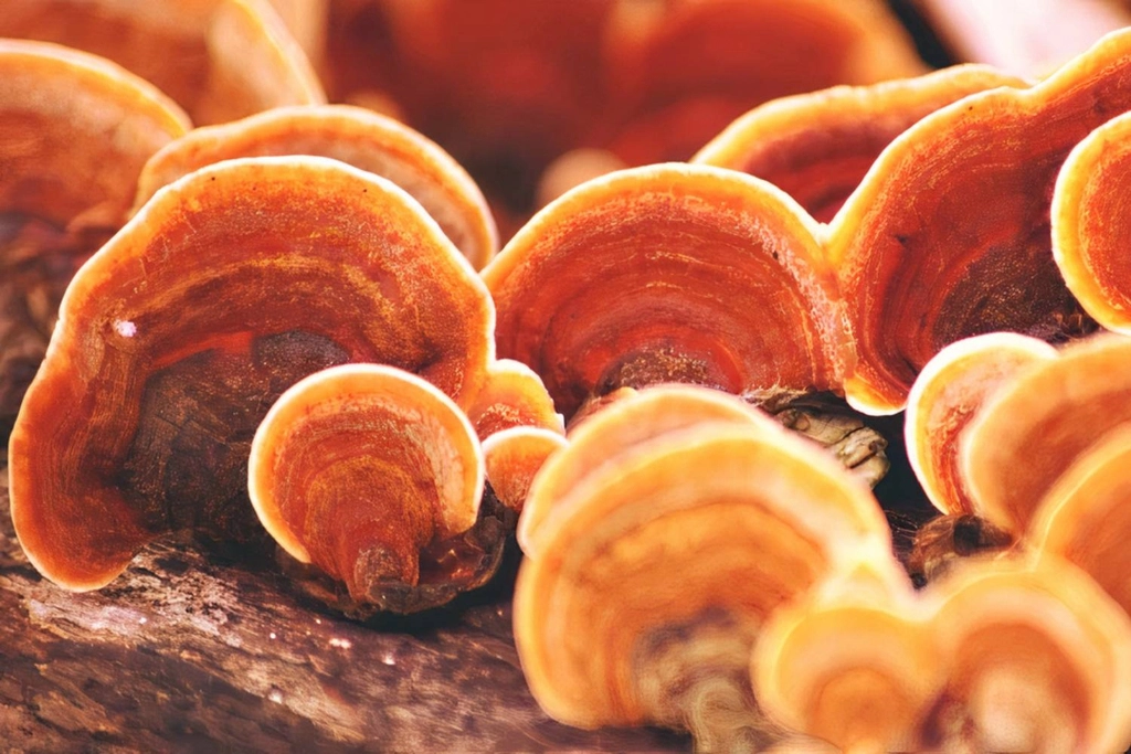 Tác Dụng Tuyệt Vời Của Nấm Linh Chi Đỏ - Royal Reishi