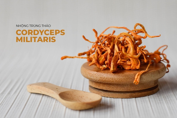 NHỮNG THÚ VỊ VỀ ĐÔNG TRÙNG HẠ THẢO CORDYCEPS SINENSIS VÀ NHỘNG TRÙNG THẢO CORDYCEPS MILITARIS