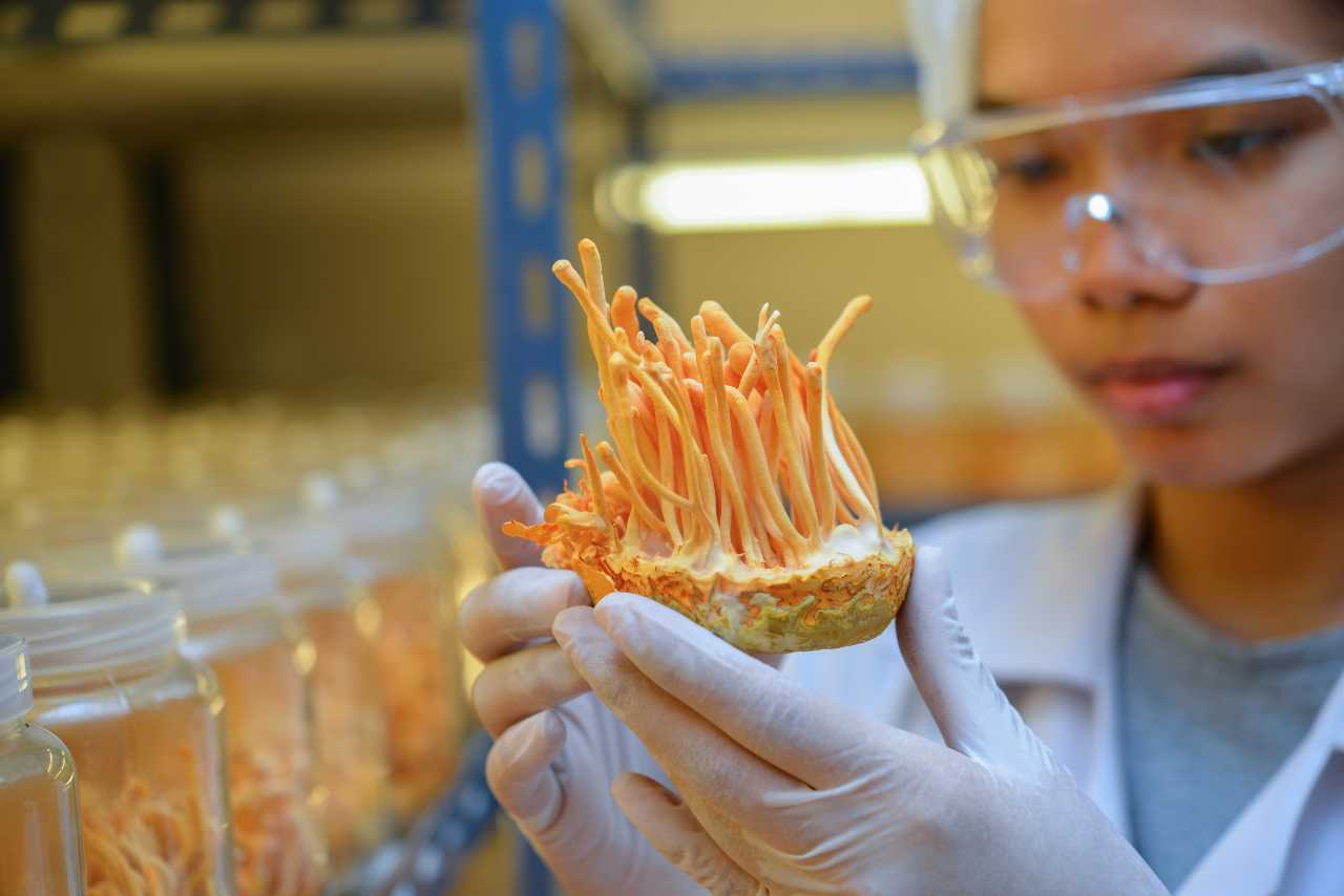 Đông Trùng Hạ Thảo chuyện xưa bây giờ mới kể Việt Nam nuôi trồng Đông Trùng Hạ Thảo