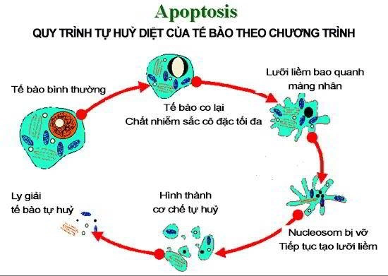 Tiến trình tự chết của tế bào Apoptosis là gì?