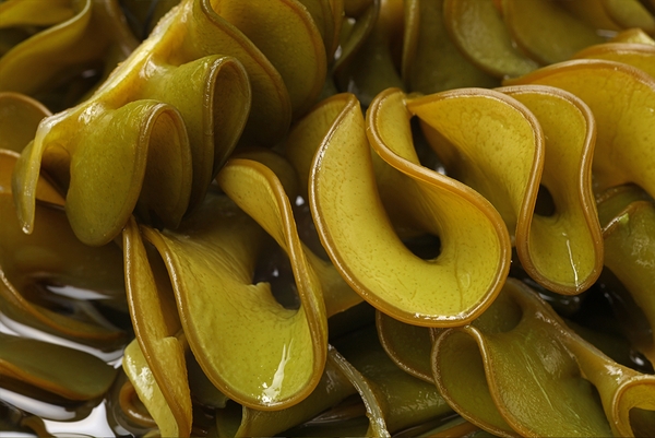 Fucoidan từ tảo nâu Mekabu giúp bệnh nhân ung thư giảm nhẹ các chứng khó chịu