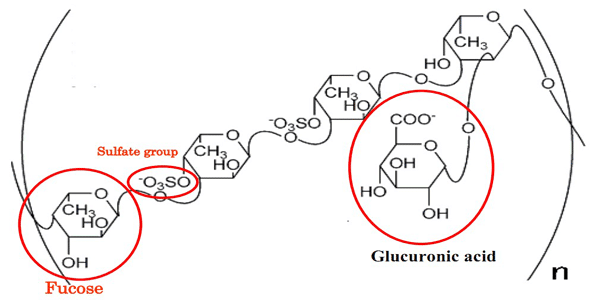 Uống Fucoidan có tốt không?