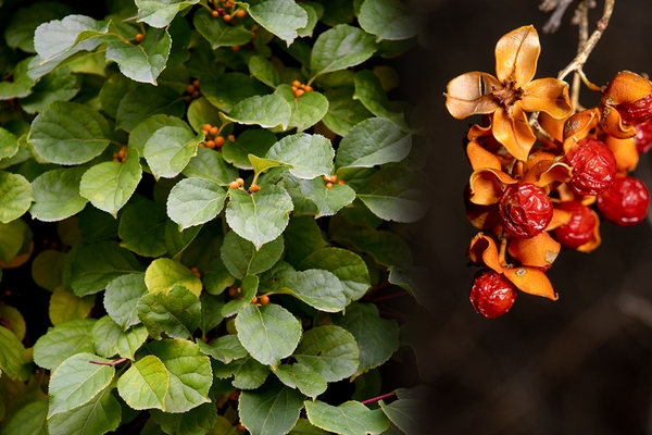 Những loại thực phẩm có tác dụng chống ung thư